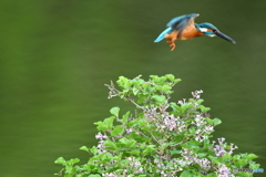 ライラックとカワセミ