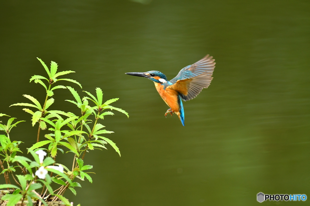 シシンランとカワセミ