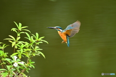 シシンランとカワセミ