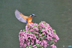 アセビとカワセミ