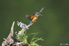 ウチョウランとカワセミ