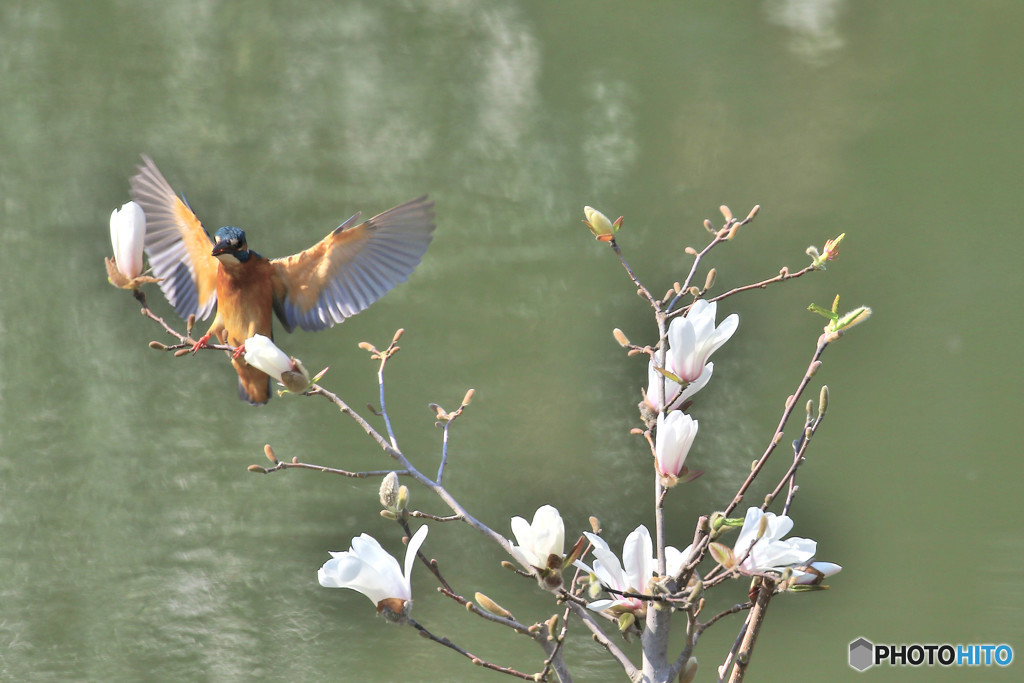 コブシとカワセミ