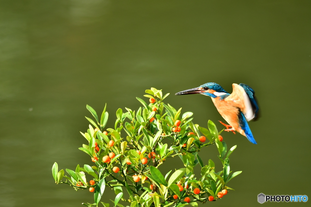 キンズとカワセミ