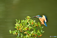 キンズとカワセミ