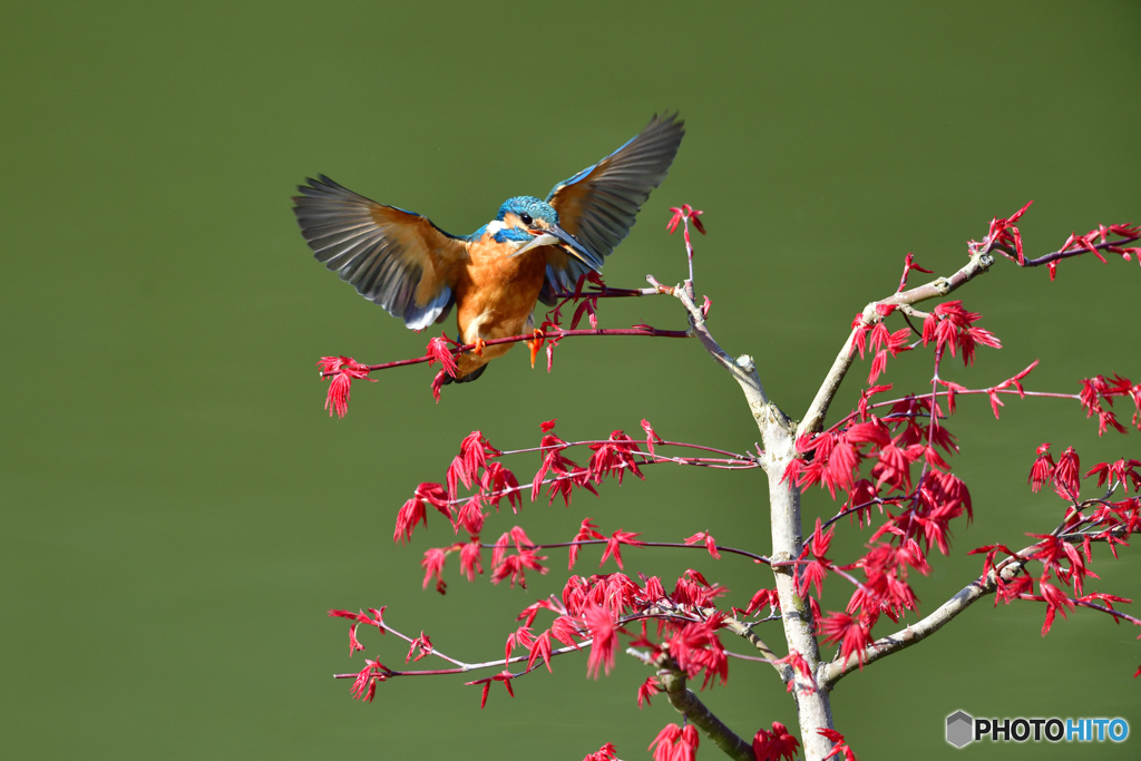 紅葉とカワセミ