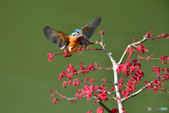 紅葉とカワセミ