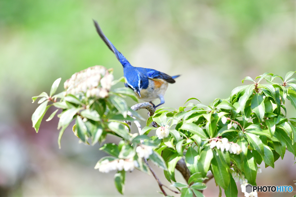 アセビとルリビタキ