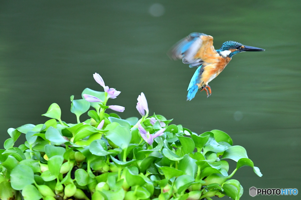 ホテイアオイとカワセミ