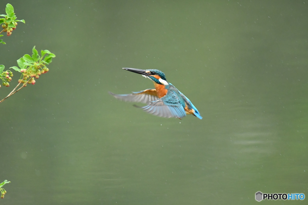 更紗ドウタンとカワセミ