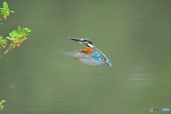 更紗ドウタンとカワセミ