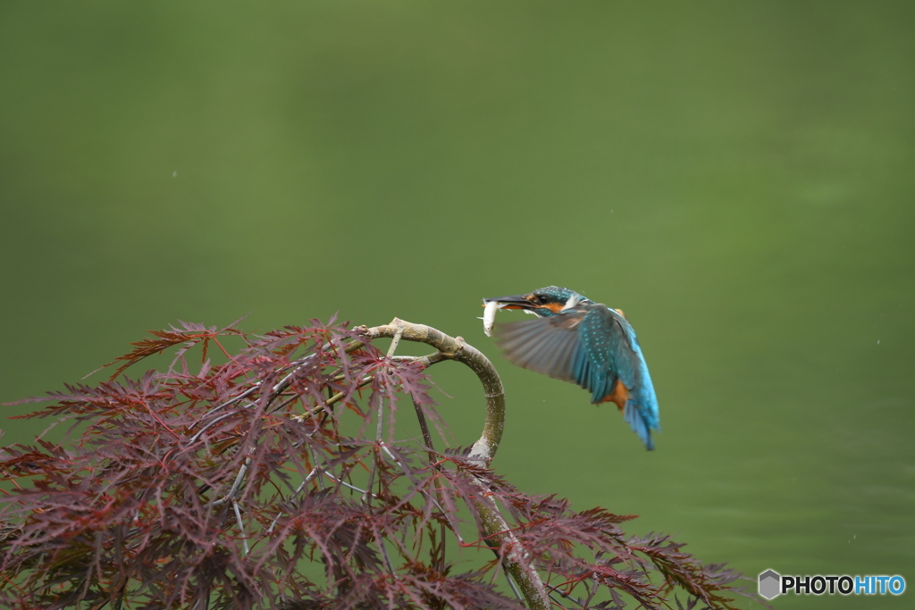 枝垂れ紅葉とカワセミ