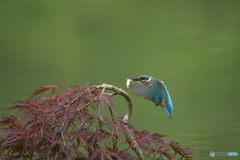 枝垂れ紅葉とカワセミ