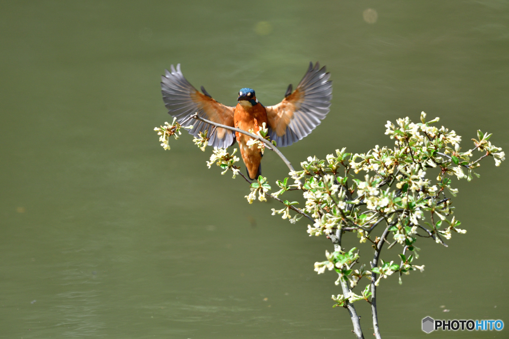 グミの花とカワセミ