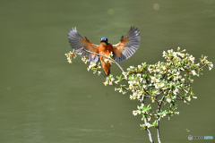 グミの花とカワセミ