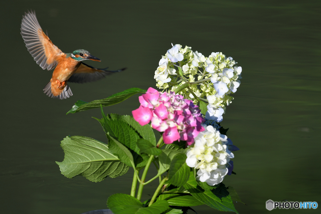 アジサイとカワセミ