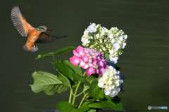 アジサイとカワセミ