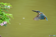 庭フジとカワセミ