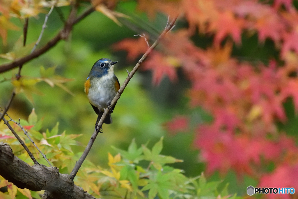 DSC_9151紅葉とルリビタキ