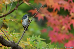 DSC_9151紅葉とルリビタキ