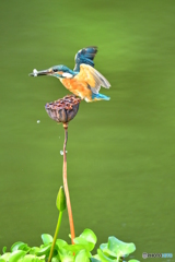 ハスの実とカワセミ