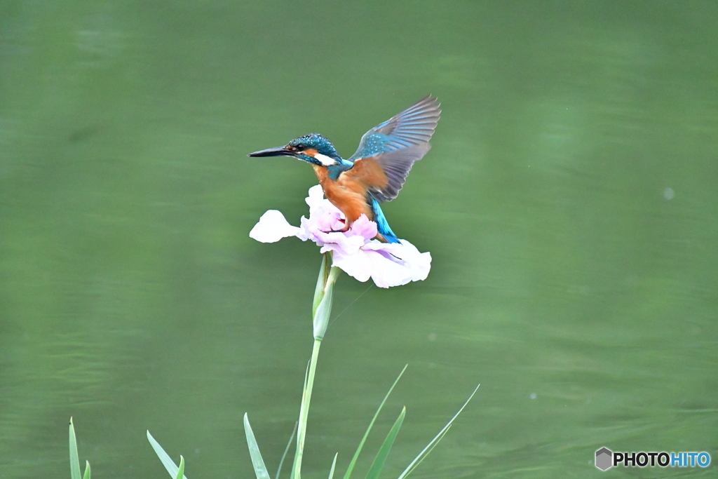 花ショウブとカワセミ