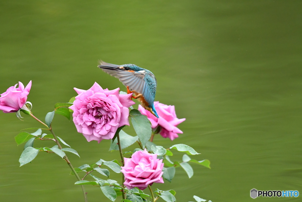 バラとカワセミ