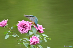 バラとカワセミ