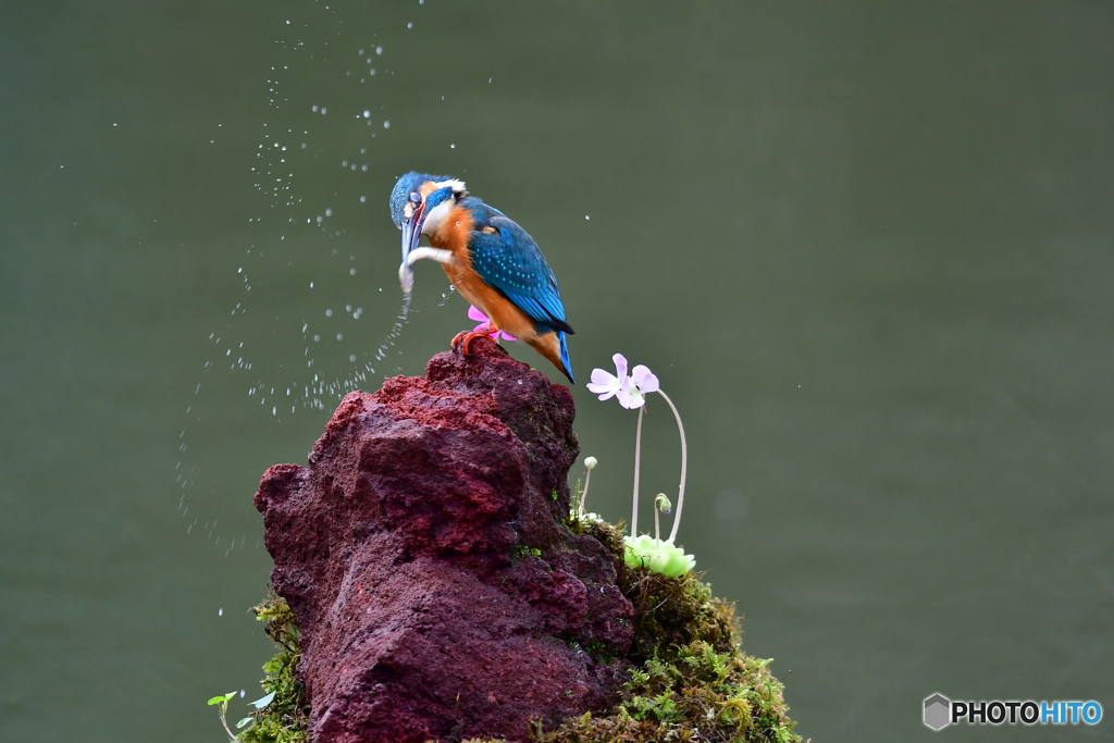 虫取スミレとカワセミ