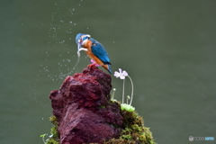 虫取スミレとカワセミ