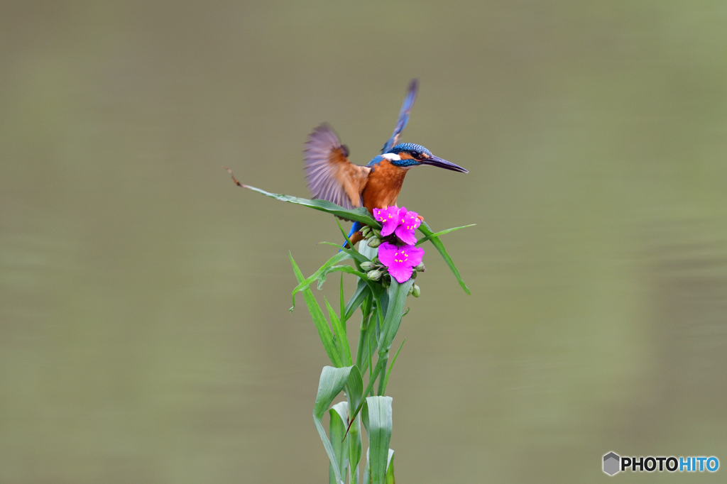 ツユクサとカワセミ