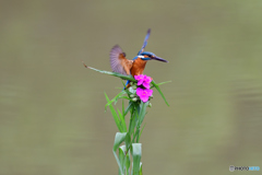 ツユクサとカワセミ