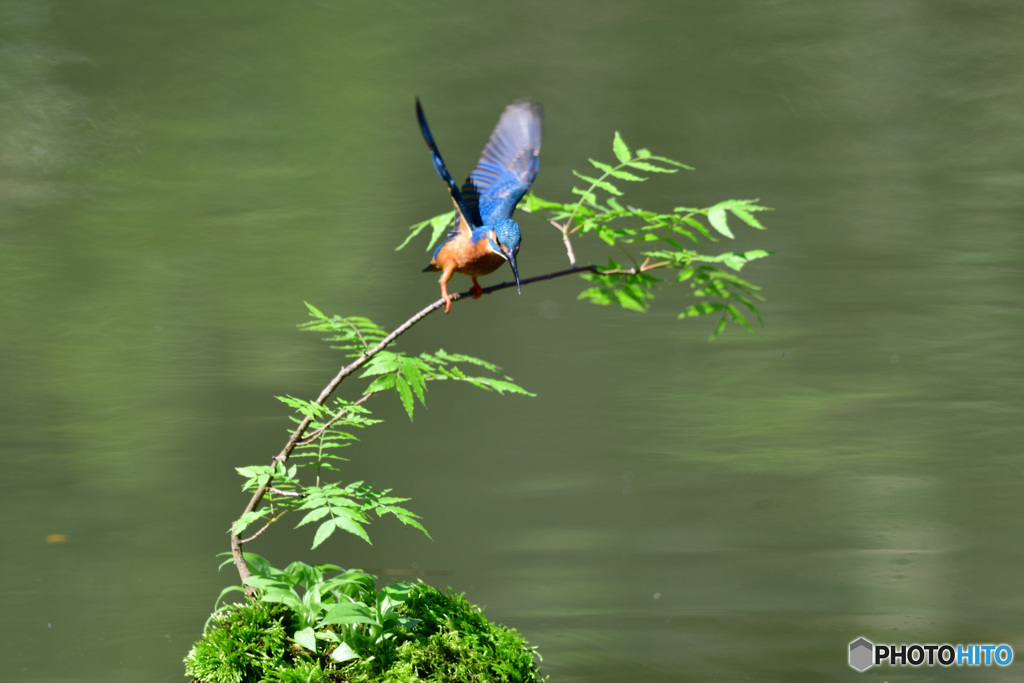 ハゼノキとカワセミ