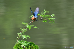 ハゼノキとカワセミ