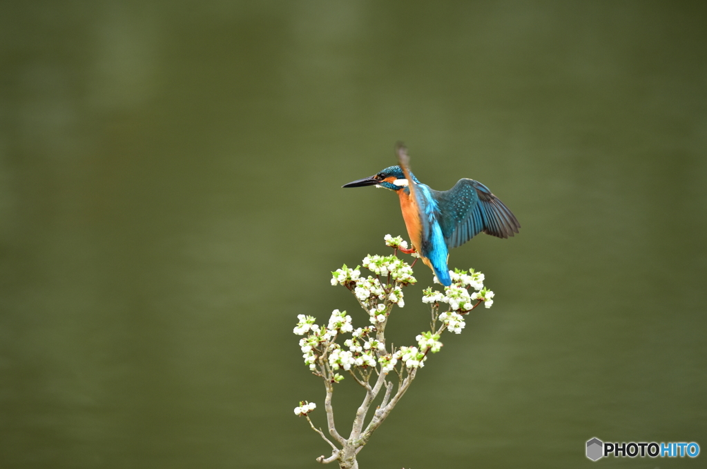 ドウタンツツジとカワセミ