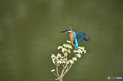 ドウタンツツジとカワセミ