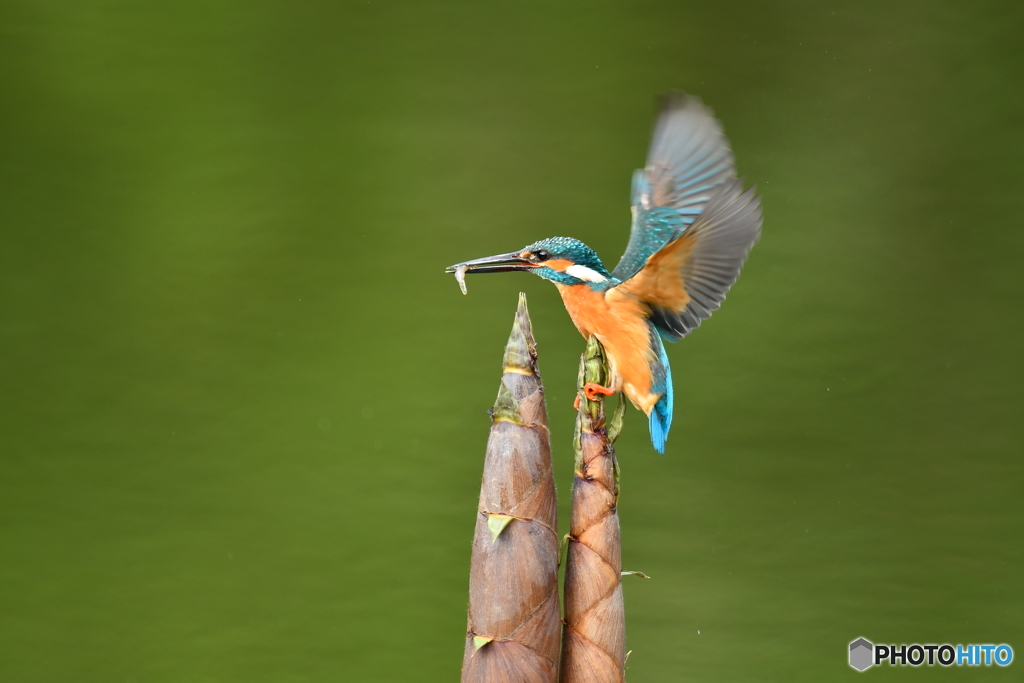 淡竹とカワセミ