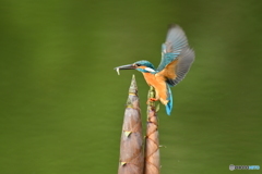 淡竹とカワセミ