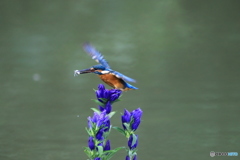 リンドウとカワセミ