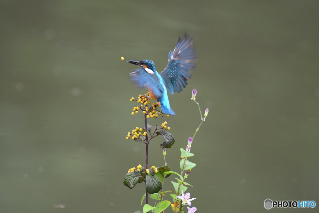 サンザシとカワセミ