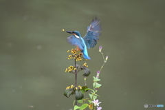 サンザシとカワセミ