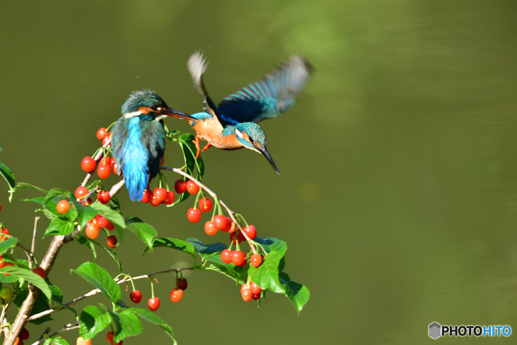 サクランボとカワセミ