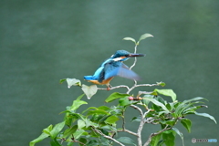 お茶の木とカワセミ
