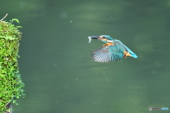 山野草とカワセミ