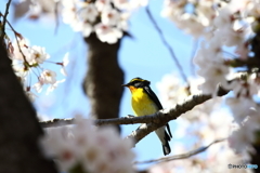 桜とキビタキ