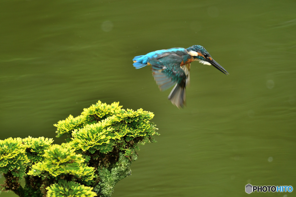 岩松とカワセミ