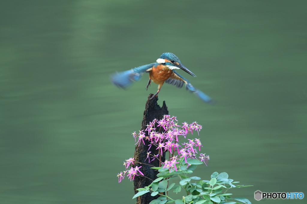 大文字草とカワセミ