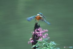 大文字草とカワセミ