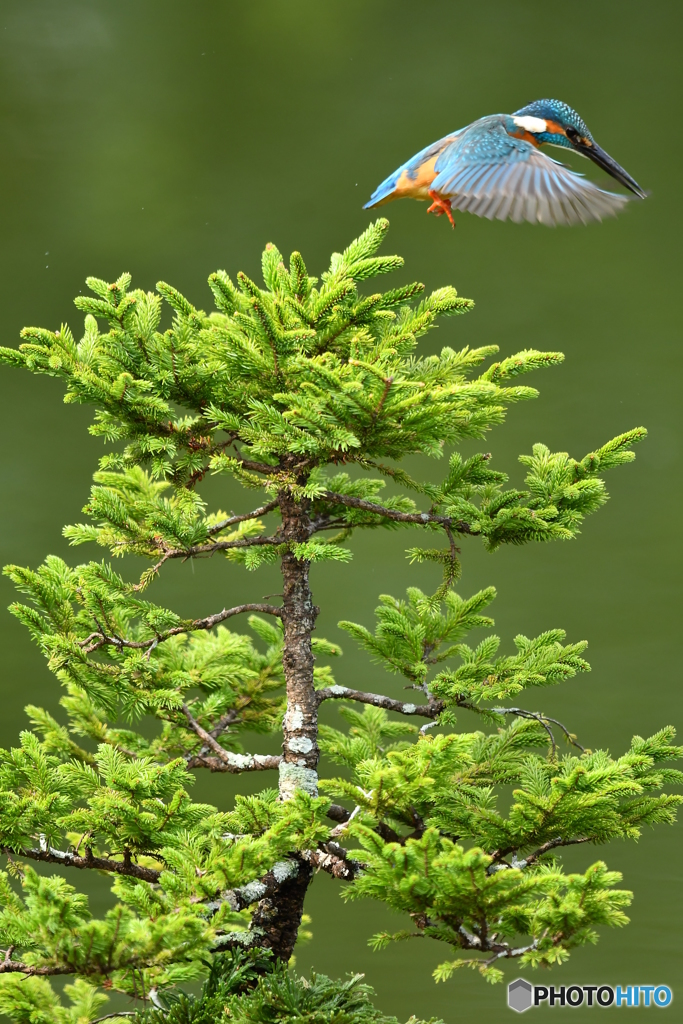 エゾマツとカワセミ