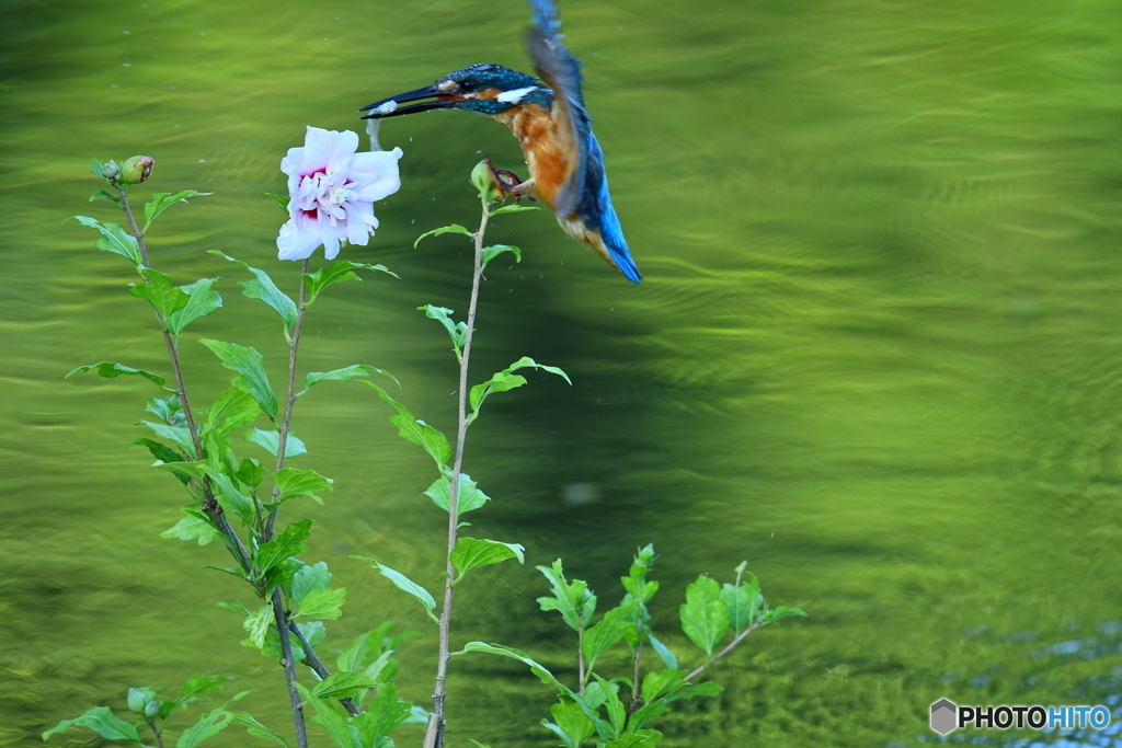 ムクゲとカワセミ