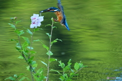 ムクゲとカワセミ